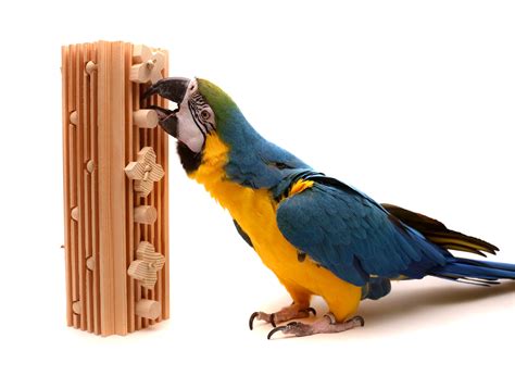 activity block large parrot toy walmartcom