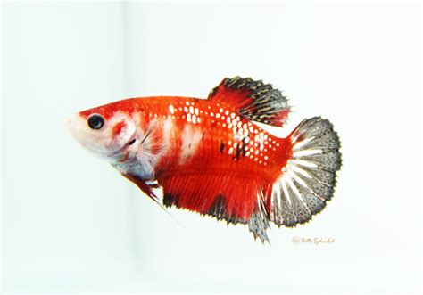 orange koi female halfmoon betta released bettasplendidcom