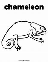 Coloring Pages Lionni Leo Chameleon Popular Animal sketch template