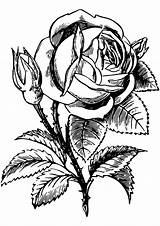 Coloring Pages Rose Printable Color Print Roses Flower Flowers Kids Book Drawing Adults Floral Pixabay Categories Medium sketch template