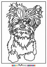 Coloring Yorkshire Terrier Pages Getcolorings Getdrawings sketch template
