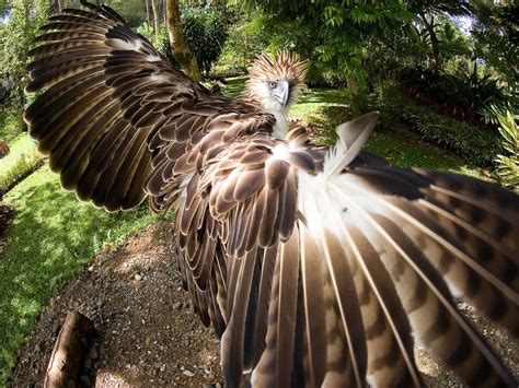 big  philippine eagles wingspan size birdfact