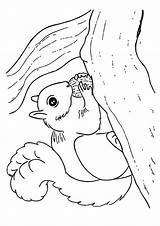 Squirrel Coloring Pages Branch Parentune Worksheets sketch template