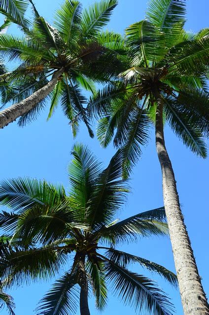 palmen tropisch natur kostenloses foto auf pixabay
