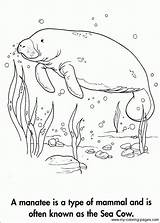 Manatee Coloring Pages Manati Sea Para Manatees Color Colorear Sheets Book Animal Cow Adult Colouring Books Alzheimers Dibujos Imprimir Sketchite sketch template