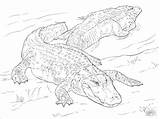 Coloring Alligators Alligator sketch template