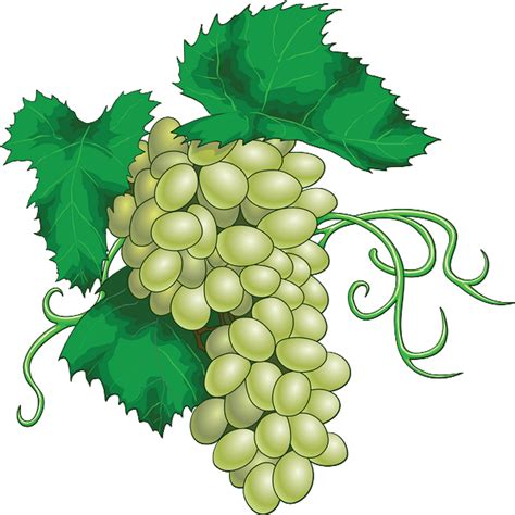 raisin blanc dessin tube grapes png render uva