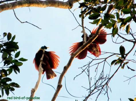 Birding In Raja Ampat Comprehensive Report By Professional Birding Guide