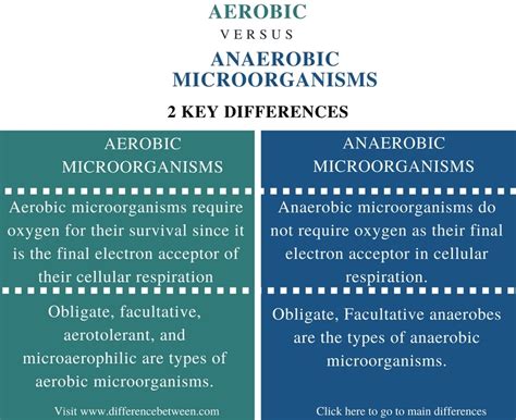 Examples Of Aerobic And Anaerobic Bacteria