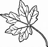 Coloring Pages Leaves Jungle Getdrawings sketch template