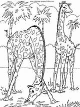 Coloring Pages Giraffe Animal Giraffes Kids Printable Color Sheets Animals Zoo Print Two Wild Gif Pattern Realistic Found Visit Africa sketch template