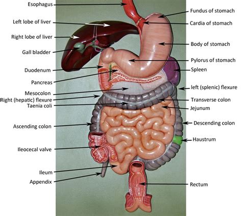 Digestive System Model Human Digestive System Digestive System Anatomy