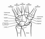 Anatomy Joint Carpal Proximal Distal Forearm Radius Ligaments Pisiform sketch template