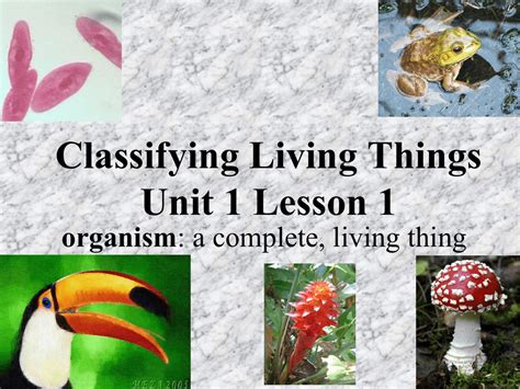Classifying Living Things Unit 1 Lesson 1 Organism