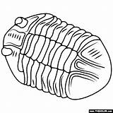 Trilobite sketch template