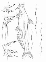 Catfish Coloring Pages Drawing Fish Getcolorings Getdrawings sketch template