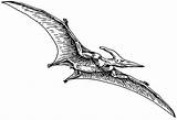 Pteranodon Pterodactyl Pages sketch template