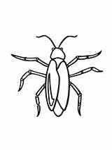 Cockroach Drawing Coloring Pages Drawings Supercoloring sketch template