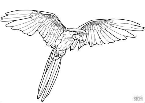 parrot coloring pages coloringbay