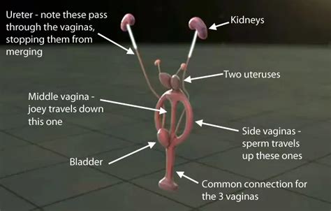 the three vaginas of kangaroos the mary sue