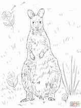 Wallaby Coloring Red Necked Pages Designlooter Drawing 73kb 1024px sketch template