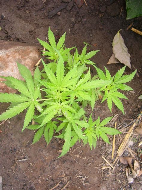 filecannabis sativa plantjpg