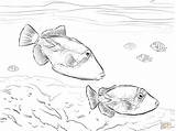 Coloring Pages Triggerfish Reef Fish Printable Hawaiian Drawing Trigger Color Large Goldfishes Supercoloring Adult Version Click Template Choose Board Humuhumu sketch template