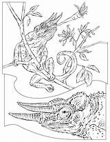 Coloring Pages Chameleon Jackson Reptiles Reptile Kids Animals Books Geographic National Colouring Printable Adult Designlooter Popular Animal Little Crafts Select sketch template