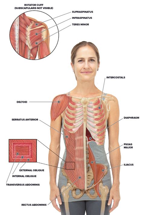 Yoga For Spine Mobility Anatomy Of The Spine And Rib Cage