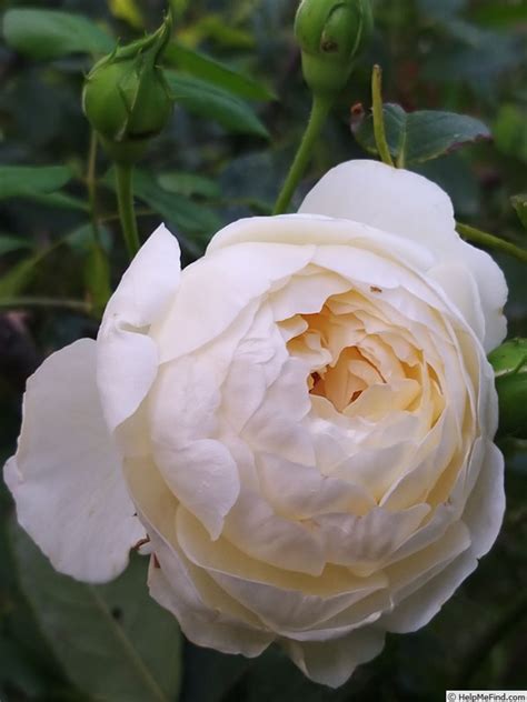 claire austin rose