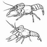 Crawfish Crayfish Sketch Premium Paintingvalley Isolated Vector Background sketch template