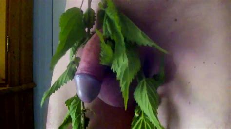dick whipped with nettles penis mit brennesseln xhamster
