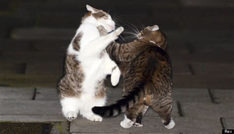 Larry The Cat Fights George Osborne S Freya In Showdown Outside Number