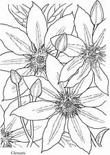 Coloring Pages Flower Flowers Book Dover Drawings Printable Publications Clematis Haven Creative Doverpublications Sample Adults Patterns Drawing Sheets Color Bloom sketch template