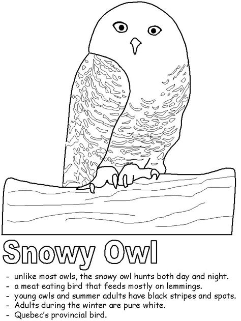 images  snowy owls  pinterest coloring vacations