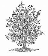 Tree Fig Drawing Cedar Small Getdrawings Vintage Domain Public Look sketch template