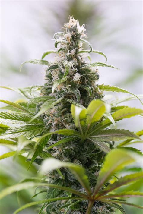 buy green crack cbd cannabis seeds online humboldt seeds uk