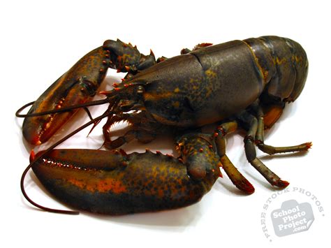 lobster  stock photo image picture lobster crustacean royalty