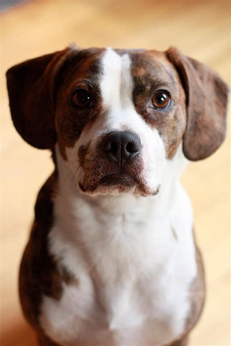 boston terrier beagle boggle chester