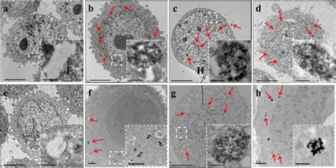 distinct endocytic mechanism  functionalized silica nanoparticles