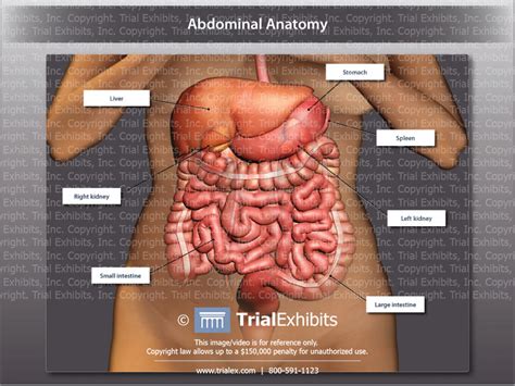 normal abdominal anatomy of organs trialexhibits inc