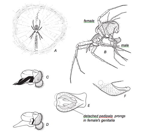 spider sex why male spiders intentionally castrate themselves during copulation