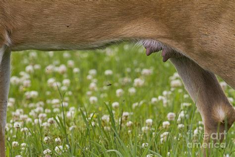 white tailed deer udder photograph by linda freshwaters arndt fine