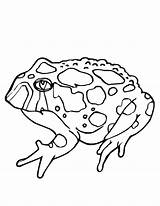 Toad Frog Kolorowanki Ropucha Toads Dla Bestcoloringpagesforkids Amphibians sketch template
