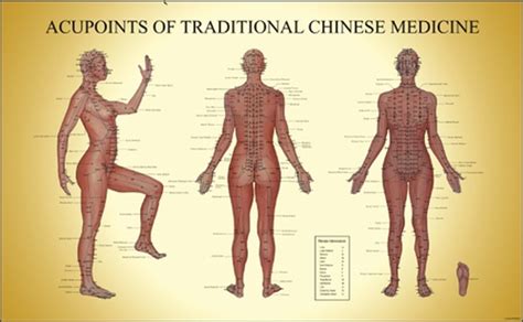 acupuncture chart acupoints of tcm female