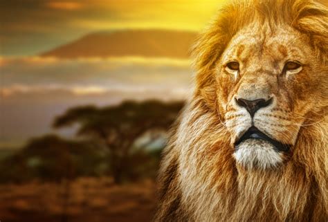 bold   lion characteristics   alpha male