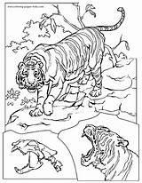 Coloring Pages Tigers Animal Tiger Kids Lions Lion Printable Sheets Bear Found Color sketch template