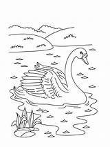 Coloring Swan Bestcoloringpagesforkids sketch template