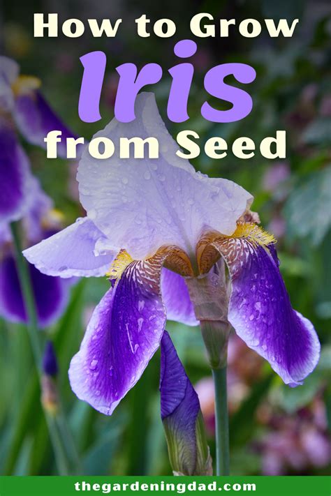 grow iris  beginners  gardening dad   growing