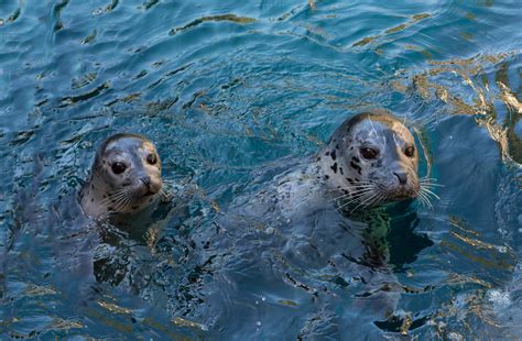 harbor seals arrive  oregon zoo kval